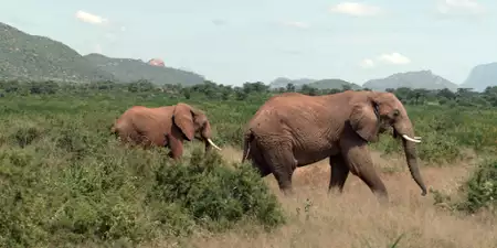 Animal - galeria zdjęć - filmweb
