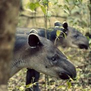 Animal - galeria zdjęć - filmweb