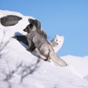 Kina & Yuk, renards de la banquise - galeria zdjęć - filmweb