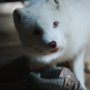 Kina i Yuk - galeria zdjęć