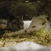 Kina & Yuk, renards de la banquise - galeria zdjęć - filmweb