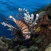 Under the Sea 3D - galeria zdjęć - filmweb