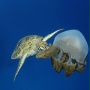 Pod taflą oceanu 3D - galeria zdjęć