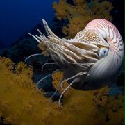 Pod taflą oceanu 3D - galeria zdjęć - filmweb