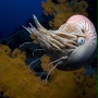 Pod taflą oceanu 3D - galeria zdjęć