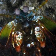 Under the Sea 3D - galeria zdjęć - filmweb