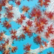 Under the Sea 3D - galeria zdjęć - filmweb
