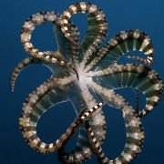 Under the Sea 3D - galeria zdjęć - filmweb