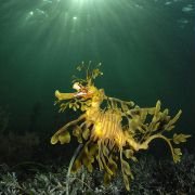 Under the Sea 3D - galeria zdjęć - filmweb