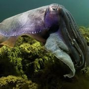 Under the Sea 3D - galeria zdjęć - filmweb