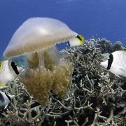 Under the Sea 3D - galeria zdjęć - filmweb