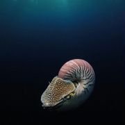 Under the Sea 3D - galeria zdjęć - filmweb