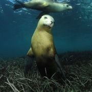 Under the Sea 3D - galeria zdjęć - filmweb