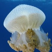 Under the Sea 3D - galeria zdjęć - filmweb