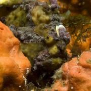 Under the Sea 3D - galeria zdjęć - filmweb