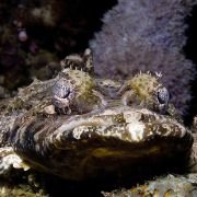 Under the Sea 3D - galeria zdjęć - filmweb