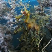 Under the Sea 3D - galeria zdjęć - filmweb