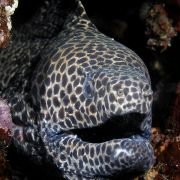 Under the Sea 3D - galeria zdjęć - filmweb