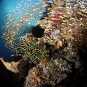 Under the Sea 3D - galeria zdjęć - filmweb