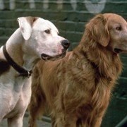 Homeward Bound II: Lost in San Francisco - galeria zdjęć - filmweb