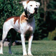 Homeward Bound II: Lost in San Francisco - galeria zdjęć - filmweb