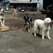 Homeward Bound II: Lost in San Francisco - galeria zdjęć - filmweb