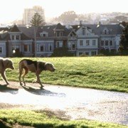 Homeward Bound II: Lost in San Francisco - galeria zdjęć - filmweb