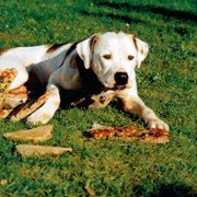 Homeward Bound II: Lost in San Francisco - galeria zdjęć - filmweb