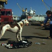 Daleko od domu 2: Zagubieni w San Francisco - galeria zdjęć - filmweb