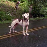 Homeward Bound II: Lost in San Francisco - galeria zdjęć - filmweb