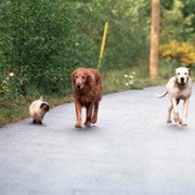 Homeward Bound II: Lost in San Francisco - galeria zdjęć - filmweb