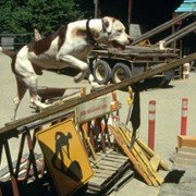 Homeward Bound II: Lost in San Francisco - galeria zdjęć - filmweb
