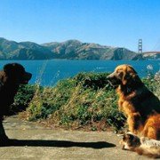 Homeward Bound II: Lost in San Francisco - galeria zdjęć - filmweb