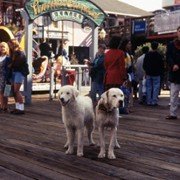 Homeward Bound II: Lost in San Francisco - galeria zdjęć - filmweb