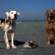 Homeward Bound II: Lost in San Francisco - galeria zdjęć - filmweb