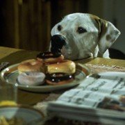 Homeward Bound II: Lost in San Francisco - galeria zdjęć - filmweb