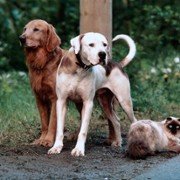 Homeward Bound II: Lost in San Francisco - galeria zdjęć - filmweb