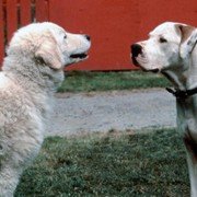 Homeward Bound II: Lost in San Francisco - galeria zdjęć - filmweb