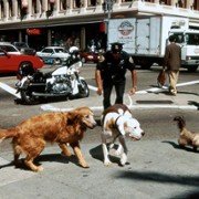 Homeward Bound II: Lost in San Francisco - galeria zdjęć - filmweb