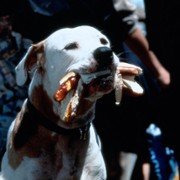 Homeward Bound II: Lost in San Francisco - galeria zdjęć - filmweb