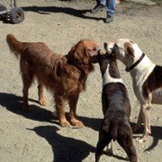Homeward Bound II: Lost in San Francisco - galeria zdjęć - filmweb