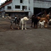 Homeward Bound II: Lost in San Francisco - galeria zdjęć - filmweb
