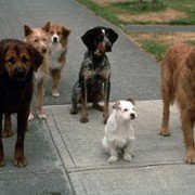 Homeward Bound II: Lost in San Francisco - galeria zdjęć - filmweb
