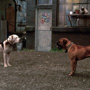 Homeward Bound II: Lost in San Francisco - galeria zdjęć - filmweb