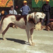 Homeward Bound II: Lost in San Francisco - galeria zdjęć - filmweb