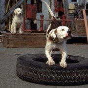 Homeward Bound II: Lost in San Francisco - galeria zdjęć - filmweb