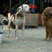Homeward Bound II: Lost in San Francisco - galeria zdjęć - filmweb