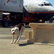 Homeward Bound II: Lost in San Francisco - galeria zdjęć - filmweb