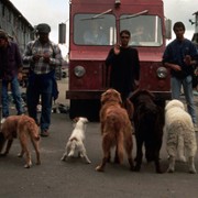 Homeward Bound II: Lost in San Francisco - galeria zdjęć - filmweb