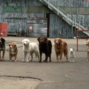 Homeward Bound II: Lost in San Francisco - galeria zdjęć - filmweb